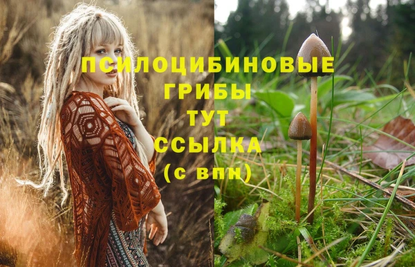 индика Аркадак